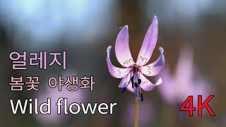 4 K / 가평 화야산 얼레지 / 야생화 천국 / 봄꽃 얼레지 / Wild flower / Spring flower / Healing video