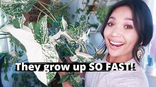 Fastest Growing Easy Care  Houseplants! | Top Five Favorite Fast Growing Plants