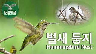 벌새 둥지 : Hummingbird Nest @SNB