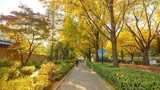 Seoul Autumn Afternoon Walk The Most Beautiful Road | Travel Korea 4K HDR