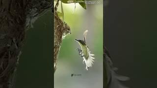 #birds #wildlifephotoghraphy #naturephotography #wildlife #photographerindonesia