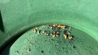 Is gold prospecting a good hobby