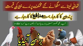 How to Earn Money from Budgies Bird Bussines in Pakistan|Love birds farming Bussines ideas ahsanayaz