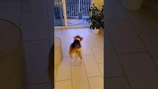 Endless Beagle Energy in Action ! | Tim the Beagle