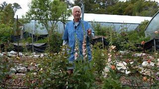 Orin Martin Shows How to Maximize Your Profits by Growing Other Cut Flowers Between Rose Plants