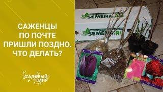 Саженцы по почте пришли поздно. Что делать?