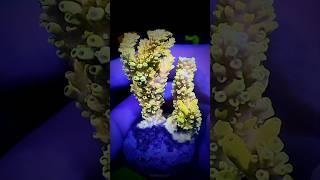 Acropora Cytherea Pikachu #coral #aquarium #reeftank