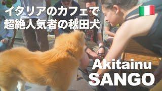 Akita dog “SANGO” is popular among Italian men!