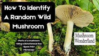 How to Identify a Random Wild Mushroom