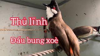 Chào mào bổi víp 4 ngày đấu bung xoè , cúp cầu / thủ lĩnh trong đàn . Hàng gột giàn