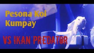 Pesona ikan kumpay ditengah ikan-ikan predator