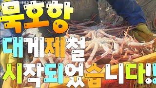 水産市場 동해묵호항 수산시장 국내산대게제철 대게상태와시세 견문록삶2321/Mukho port fish market, korea