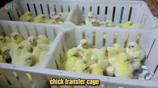 Chicken transfer cage