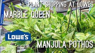 Manjula Pothos, Marble Queen Pothos & Other Amazing Houseplant Finds at Lowes! Plant Shopping 2022