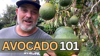 Avocados 101: Growing in the Tropics from Seed to Tree