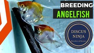 HOW TO BREED ANGELFISH | ANGELFISH BREEDING PROCESS