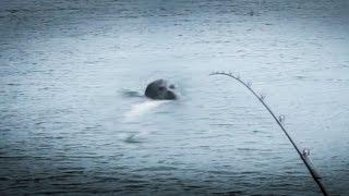 Seal Attacks Fishermen For King Salmon