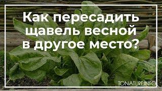 Как пересадить щавель весной в другое место? | toNature.Info