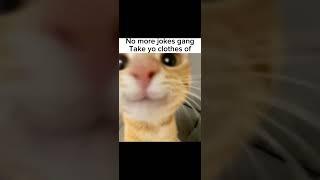 No more jokes #funny #viral #homies #viral:) #kitty #cat #shorts