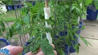 Tomato wilt | TWV, Fusarium, Verticillium | This is a very bad disease