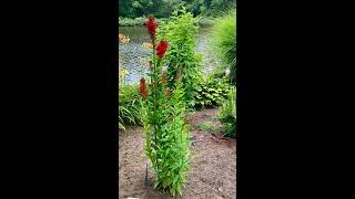 Not Deadheading Your Cardinal Flower in the Late Summer