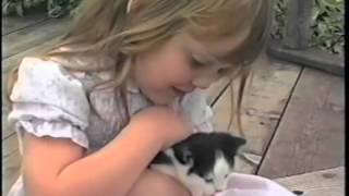 Cute kittens playing