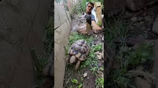 Tortoise care Geography!