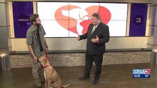 Pet of the Week - Phoenix