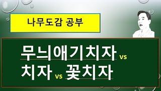 무늬애기치자나무 vs 꽃치자 : 치자나무와 무엇이 다를까?