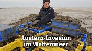 Pazifische Austern erobern das Wattenmeer | SPIEGEL TV für ARTE Re: