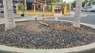 PLAYA DEL INGLES. What Opinion Do you Have About This Mountain of Cigarette Butts? He Reads You⬇️