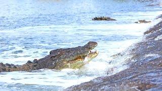 WILD AUSTRALIAN CROCODILES FEEDING - GALL BOYS