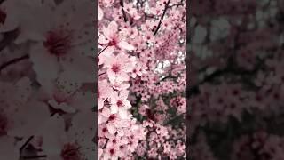 Откройте Чарующую Красоту Весны с Цветущими Деревьями Вишни и Магнолии Ciliegi e Magnolie in Fiore