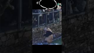 萌翻全球的“福宝”与公众见面啦 #福宝 #푸바오 #panda