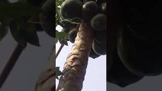 Natural papaya |natural farming #v4ved #naturalfarming