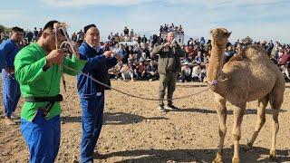 Shurchida katta kurash tavoqlar boshlandi 31.10.2024