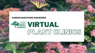 Planting a Shade Garden with Natives