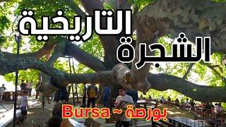 تركيا ، الشجرة التاريخية المعمرة في بورصة . Turkey Walking tour