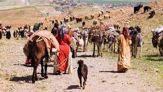 Beautiful Migration Journey Of Nomads From Winter Plateaus to Summer Grounds
