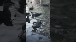 Ducks swim in the lake