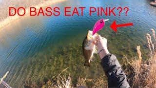 Do Bass REALLY Eat PINK??