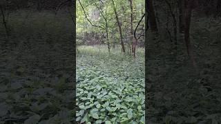 Nature video.  Heading into the nature center, part 2 of 25!! . IJAMS mature center!!