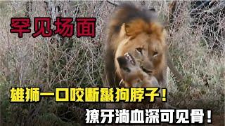 5個獅子獵殺鬣狗的罕見場面，雄獅一口咬斷鬣狗脖子！ 獠牙淌血深可見骨！