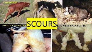 Scours Disease