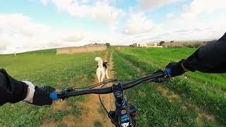 Owner lost the control of husky attacking  goat