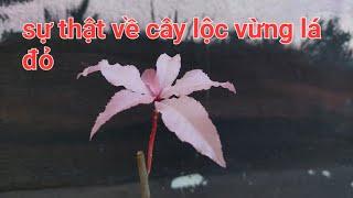 Sự thật về cây lộc vừng lá đỏ mua trên mạng(LÀ LỪA ĐẢO)