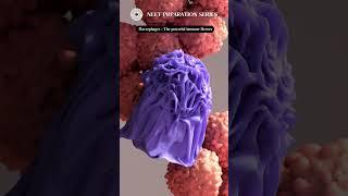 Immune warriors: Macrophages #macrophages #cancerresearch  #medicalentranceexam #neet #warriors