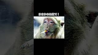 ナマコの肛門でシェアハウス！？#shorts #雑学 #ナマコ #トリビア