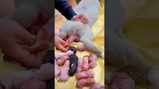 Baby rabbit  - The Cutest Baby Rabbits Grow Up #pets #animals