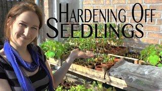 How to Harden Off Seedlings - Seed Starting Basics - on How to Grow a Garden with Scarlett